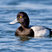 Lesser Scaup